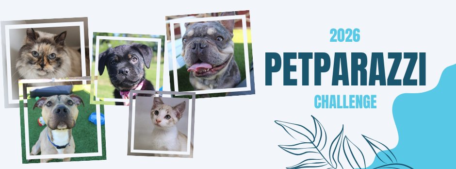 Banner for ACSKC 2026 PETPARAZZI CHALLENGE