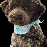 Entry image for Gus
