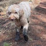Entry image for Charlie
