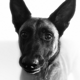 Entry image for Bennett
