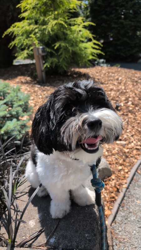 Entry image for Bean. Clicking this image will show a larger photo