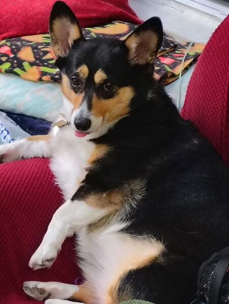 Entry image for Bagel. Clicking this image will show a larger photo