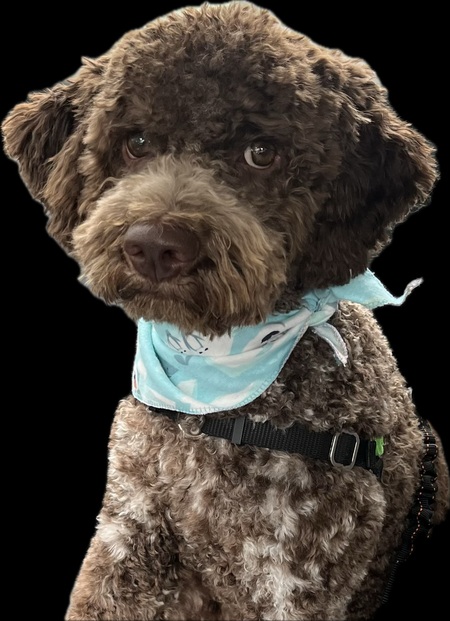 Entry image for Gus. Clicking this image will show a larger photo