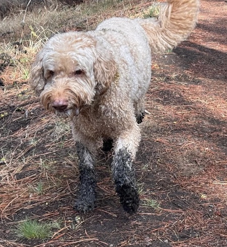 Entry image for Charlie. Clicking this image will show a larger photo
