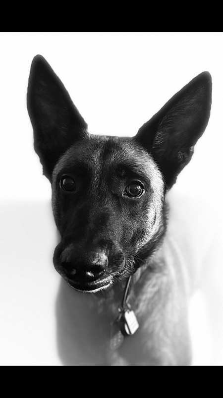 Entry image for Bennett. Clicking this image will show a larger photo