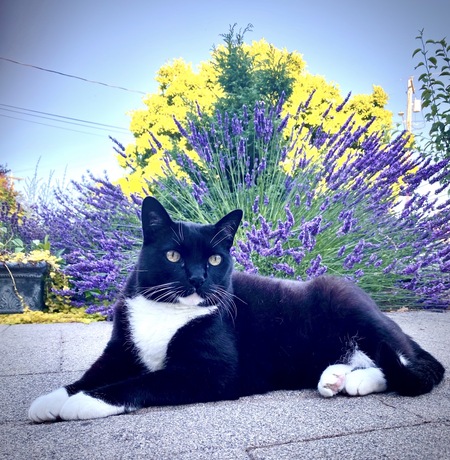 Entry image for Jake. Clicking this image will show a larger photo