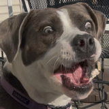 Entry image for Chica