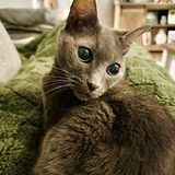 Entry image for Mindy