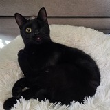 Entry image for Soot