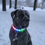 Entry image for Zeus