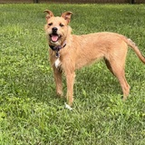 Entry image for Akela