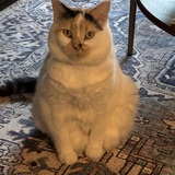 Entry image for Millie 