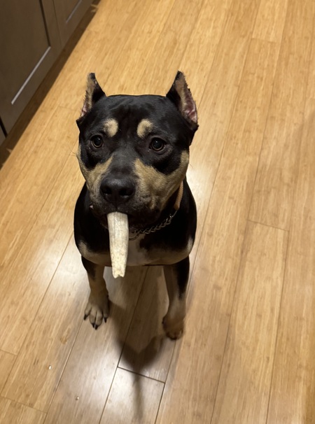 Entry image for Monty. Clicking this image will show a larger photo