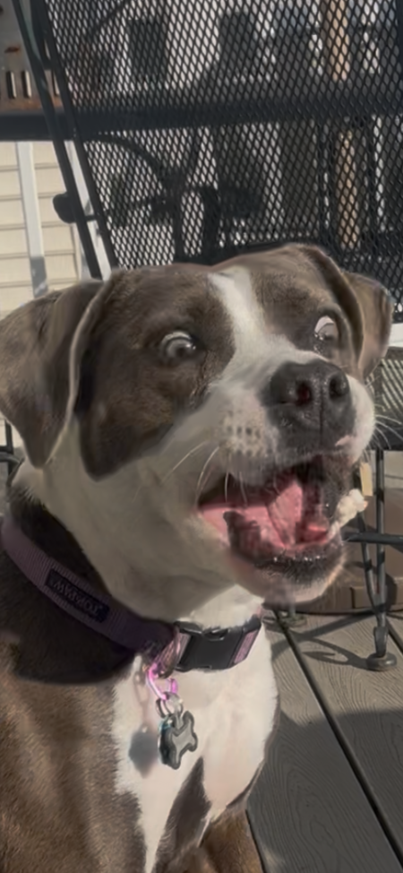 Entry image for Chica. Clicking this image will show a larger photo