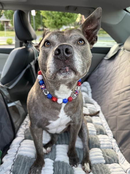Entry image for Pepper. Clicking this image will show a larger photo