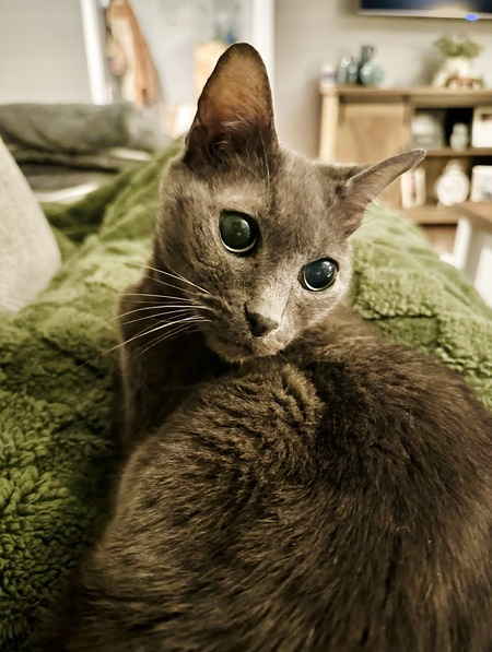 Entry image for Mindy. Clicking this image will show a larger photo