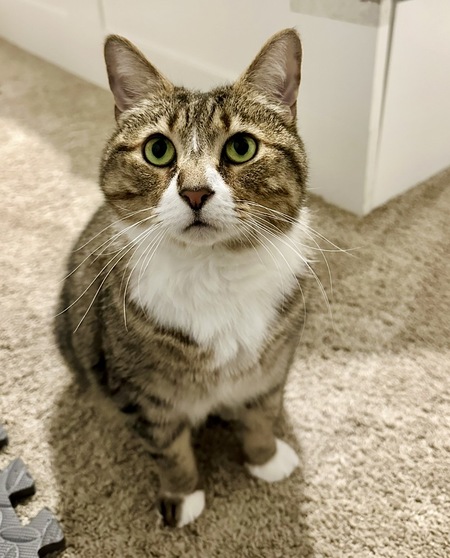 Entry image for Mabel. Clicking this image will show a larger photo