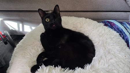 Entry image for Soot. Clicking this image will show a larger photo