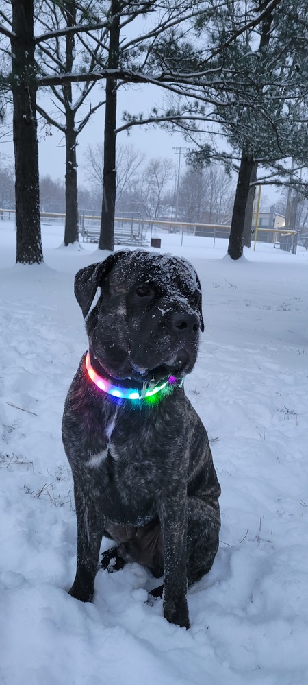 Entry image for Zeus. Clicking this image will show a larger photo