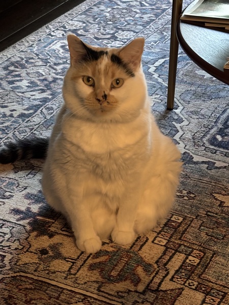 Entry image for Millie . Clicking this image will show a larger photo