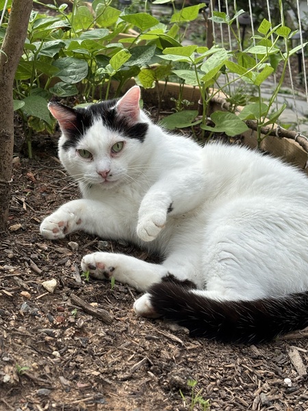 Entry image for Seymour. Clicking this image will show a larger photo