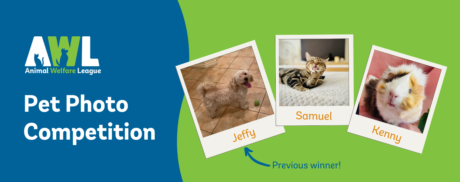 Banner for Animal Welfare League Pet Photo Competition
