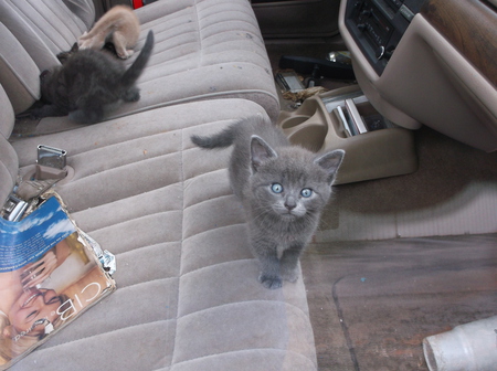 Kittens in Abandoned Car