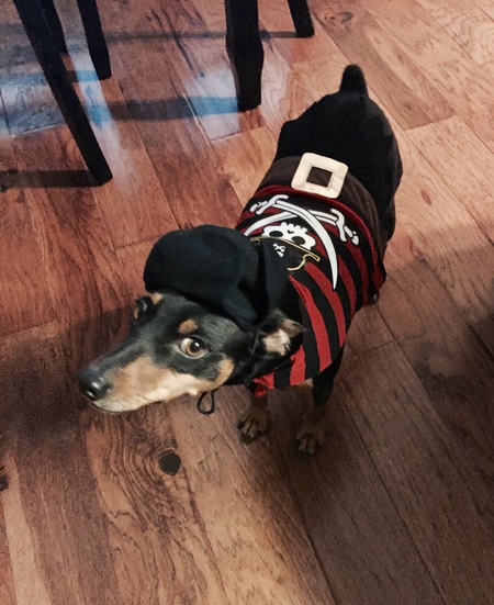 Dobby (Trick or Treat)