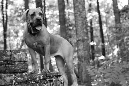 Greta