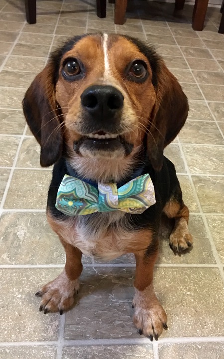 Winston (Copper Top) 