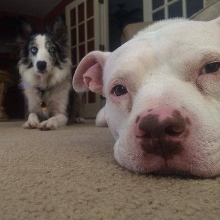 Bijou & Abel