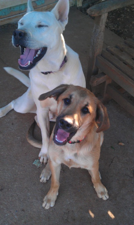 Duke and Jake