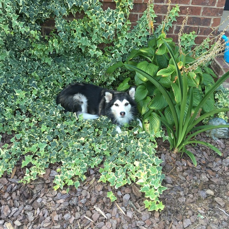 Molly