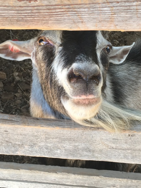 Israeli Goat