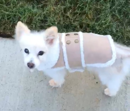 Tom the Pom