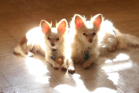 Dolly and Molly