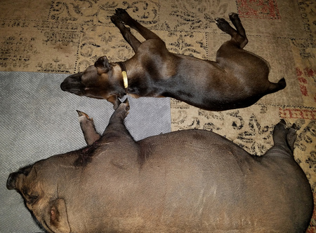Millie & Charlie