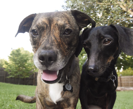 Rolo and Dino