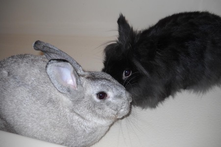 Ben and Tribble