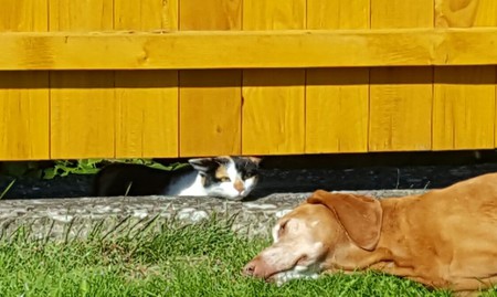 Amy and the cat