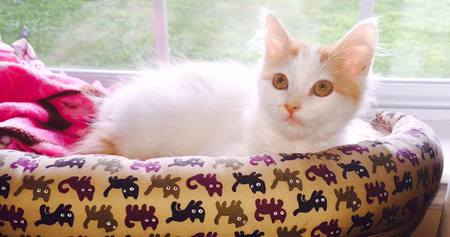 Linus, 2015 FOR Adoptee