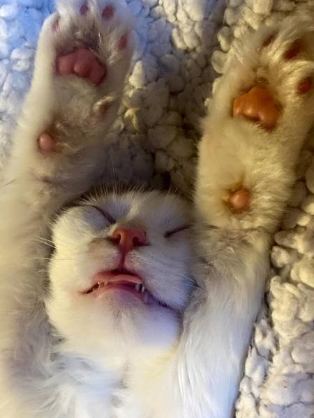 Linus, 2015 FOR Adoptee