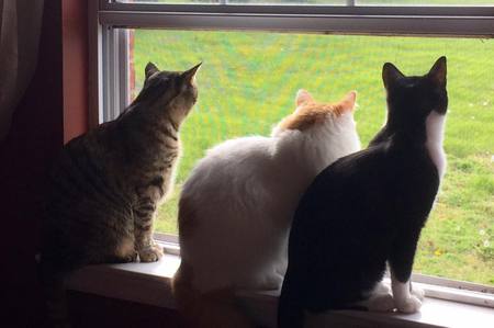 Lucy, Linus, & Buddy (all 2015 FOR Adoptees)