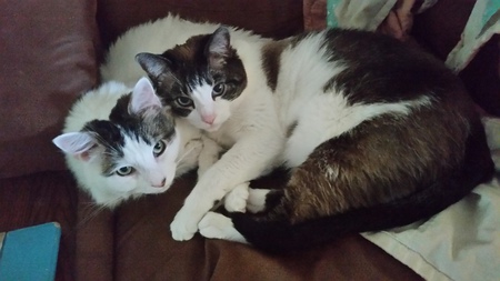 Cyril Figgus!! His big brother Dusty loved him from the week we brought him home. 