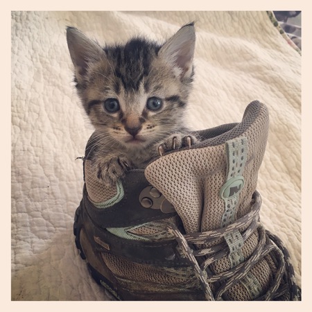 Indy kitten!
