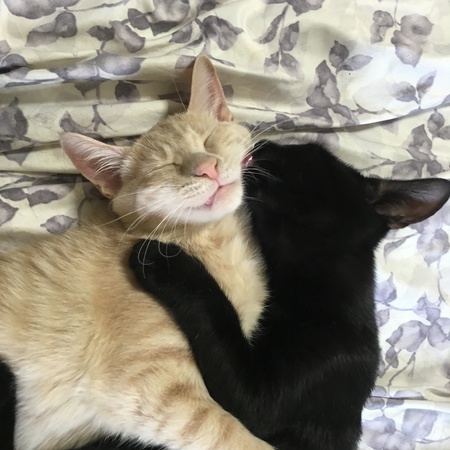 Echo and #Jerseygirl  (still up for adoption!)