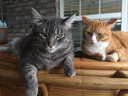 Nelson and Kosmo