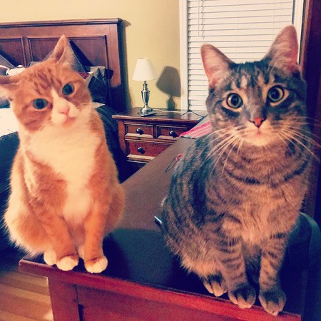 Kosmo and Nelson