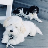 Entry image for MAXWELLS SILVER HAMMER and PENNY LAYNE