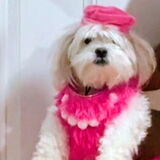 Entry image for Lola
